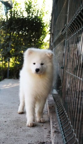 samojed-zenka-na-prodaju-big-4