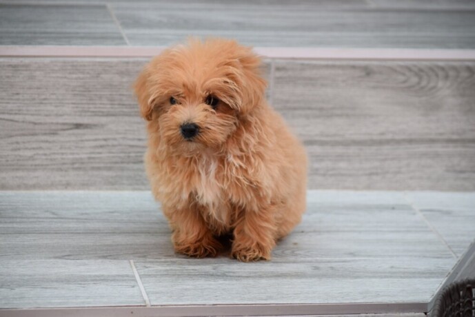 maltipoo-stenci-big-2