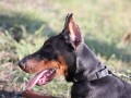 doberman-zenka-small-4