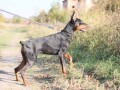 doberman-zenka-small-1