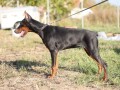 doberman-zenka-small-2