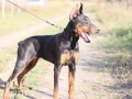 doberman-zenka-small-3