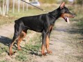 doberman-zenka-small-0