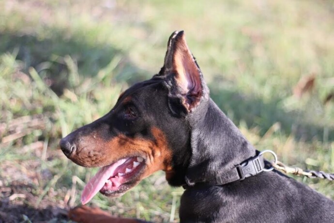 doberman-zenka-big-4