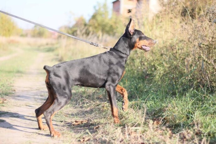 doberman-zenka-big-1