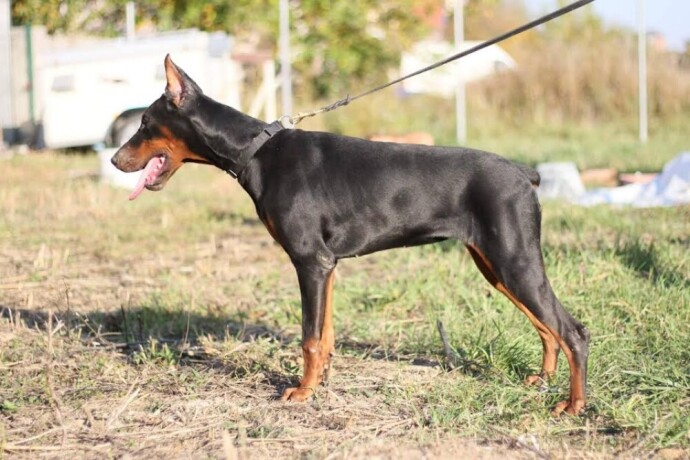 doberman-zenka-big-2