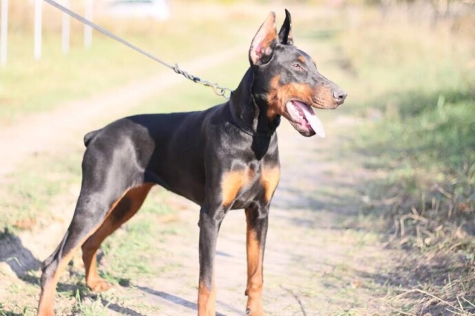 doberman-zenka-big-3