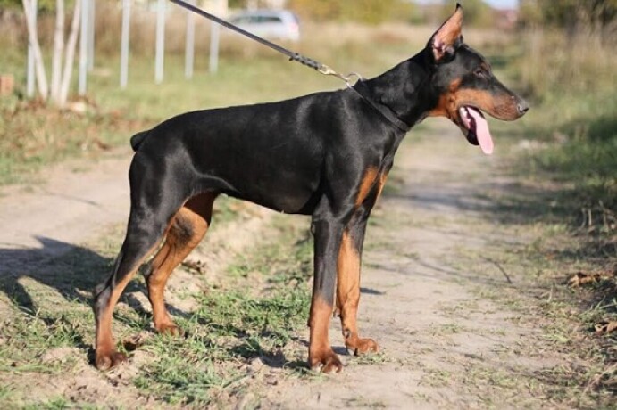 doberman-zenka-big-0