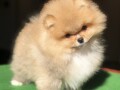 pomeranci-pomeranian-boo-stenci-small-4