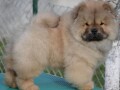 chow-chow-cau-cau-cau-cau-small-1