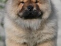 chow-chow-cau-cau-cau-cau-small-2