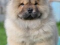 chow-chow-cau-cau-cau-cau-small-0