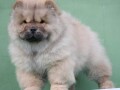 chow-chow-cau-cau-cau-cau-small-3