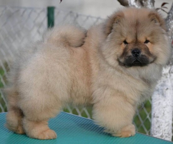 chow-chow-cau-cau-cau-cau-big-1