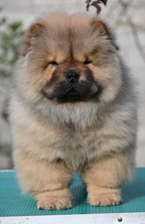 chow-chow-cau-cau-cau-cau-big-2