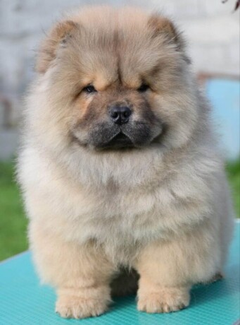 chow-chow-cau-cau-cau-cau-big-0