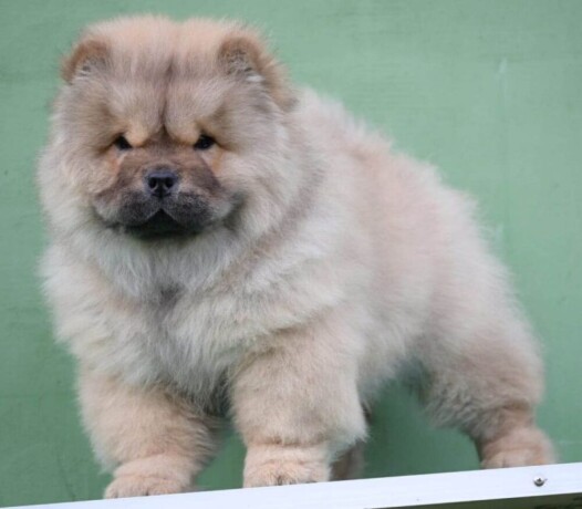 chow-chow-cau-cau-cau-cau-big-3