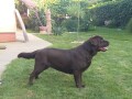 labrador-retriver-cokoladni-stenci-small-1