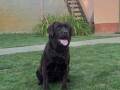 labrador-retriver-cokoladni-stenci-small-0