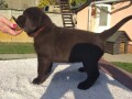 labrador-retriver-cokoladni-stenci-small-4