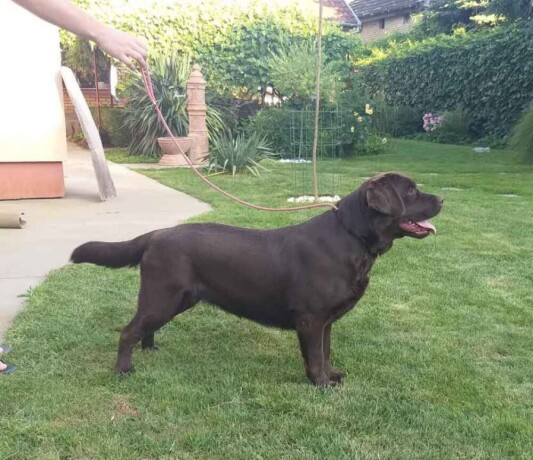 labrador-retriver-cokoladni-stenci-big-1