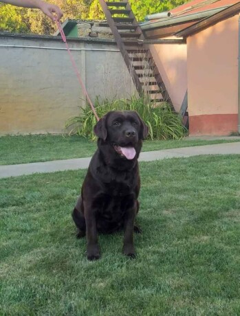 labrador-retriver-cokoladni-stenci-big-0