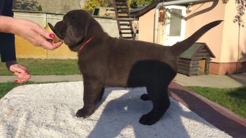 labrador-retriver-cokoladni-stenci-big-4