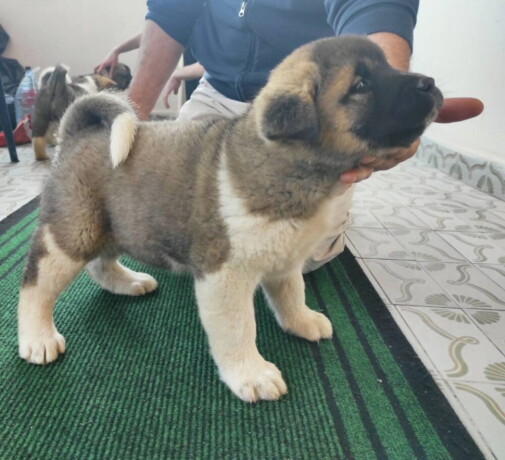 americka-akita-tri-muzjaka-big-4