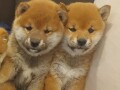 shiba-inu-small-2