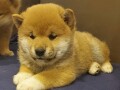 shiba-inu-small-3