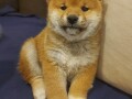 shiba-inu-small-4