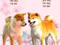 shiba-inu-small-0