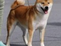 shiba-inu-small-1