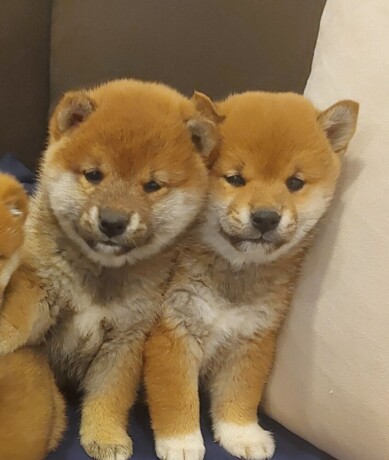 shiba-inu-big-2