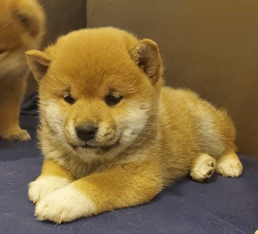 shiba-inu-big-3