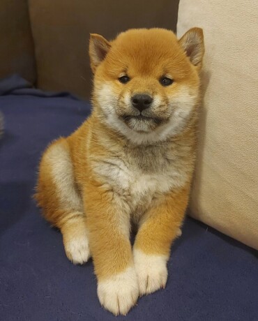 shiba-inu-big-4