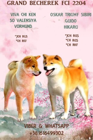 shiba-inu-big-0