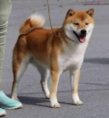 shiba-inu-big-1