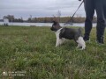 americka-akita-small-1