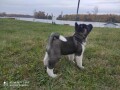 americka-akita-small-2