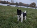 americka-akita-small-0