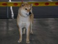 shiba-inu-small-4