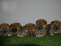 shiba-inu-small-2