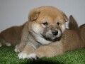 shiba-inu-small-0