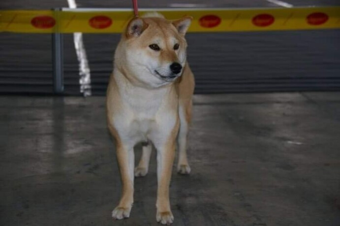 shiba-inu-big-4