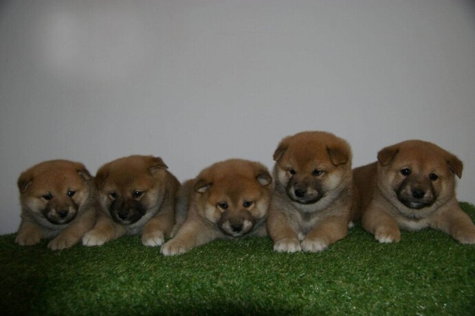 shiba-inu-big-2