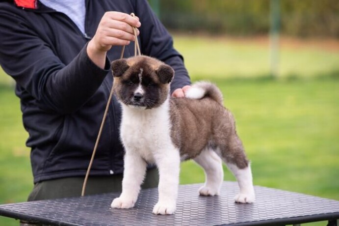 americka-akita-odlicnog-izlozbenog-kvaliteta-big-4