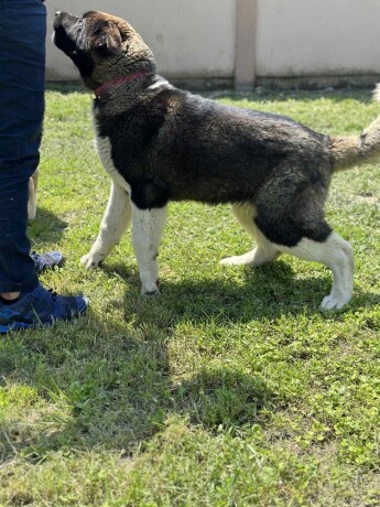 americka-akita-zensko-stene-big-1