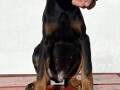 doberman-small-4