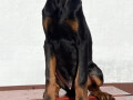 doberman-small-3